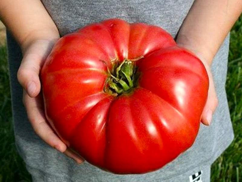 Large Tomato 100 Pounds Seeds for Planting Around 25 Seeds Non-GMO