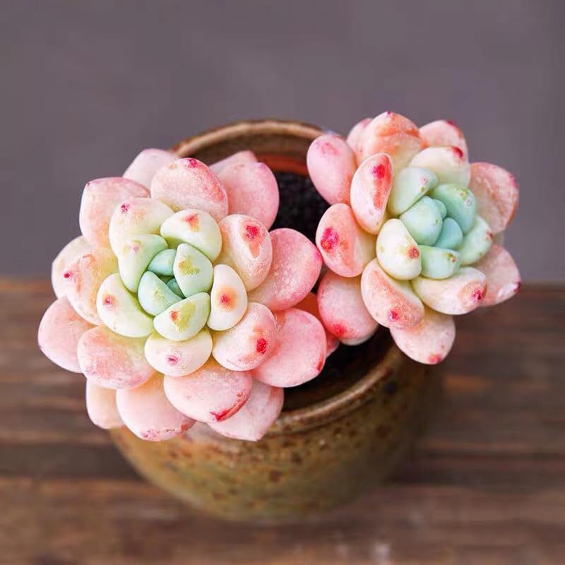 semillas de reales, jardín de rocas resistentes, decoraciones, para lugares soleados, mini 150pcs