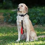 PETTOM Kurzführer Hund mit Griff Strapazierfähigem Nylongewebe Kurze Hundeleine für Hundetraining Geeignet (M: 2.5 x 32 cm, Schwarz)