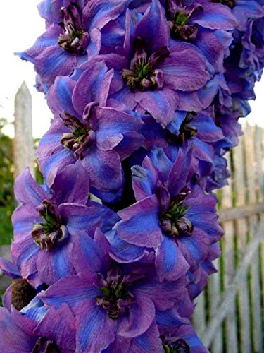 Seeds Subalpine Larkspur Dwarf Mix Delphinium Annual Garden Flowers For Planting Non Gmo #TOP7