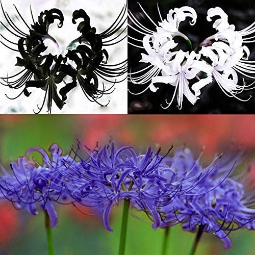 Portal Cool 5 lampadine Blu Lycoris Radiata Spider Lily Lycoris