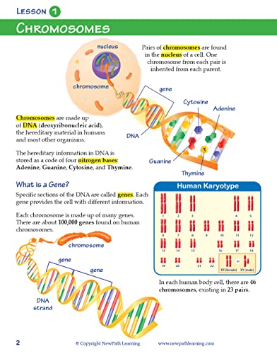 Image of NewPath Learning 14-6777 Chromosomes, Genes and DNA Learning Guide (Pack of 10)