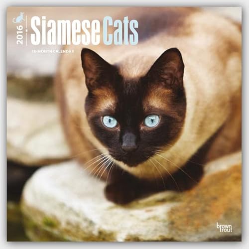 Siamese Cats - 2016 Calendar 12 x 12in