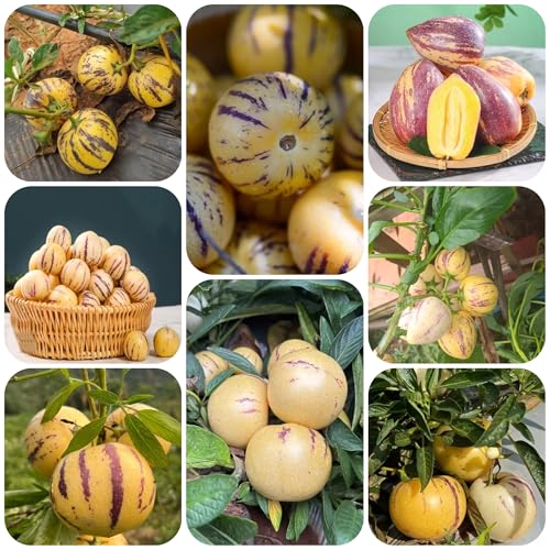 Semillas resistentes de la planta de pera melón Plantas en macetas de árboles frutales resistentes al exterior, maceta columnar de frutas balcón con cama elevada plantas perennes 300pcs