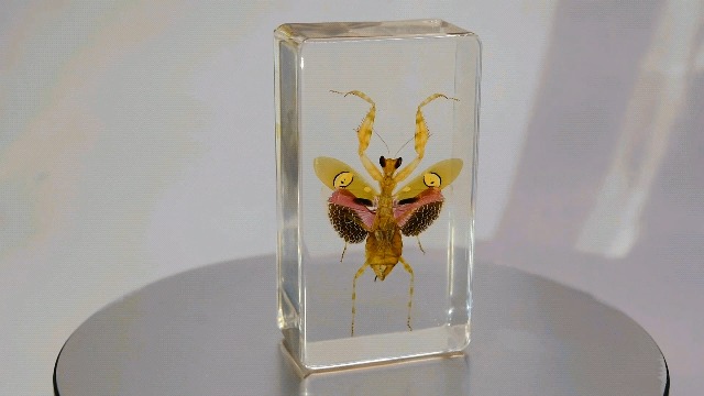 Image of 2.9 inch Real Jeweled Flower Mantis in Crystal Clear Lucite Resin Specimen Preserved Creobroter Gemmatus Insect Taxidermy Collection for Biology Science Education & Desk Ornament Display