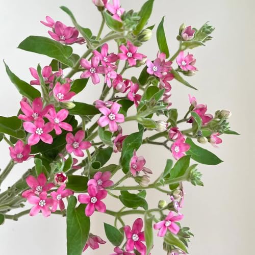 Semi di Evolvulus nuttallianus - esotici appartamento giardino appartamento perenni resistenti 550pcs