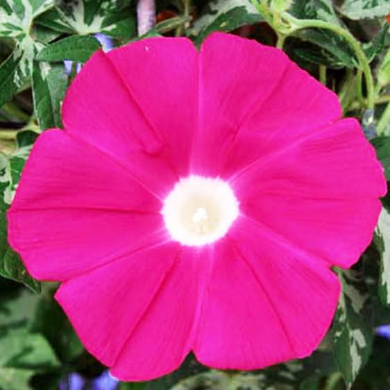 覆輪が美しい朝顔の苗 ✦つぼみ付き開花苗 一苗 m73813467588_1.jpg?1753914323