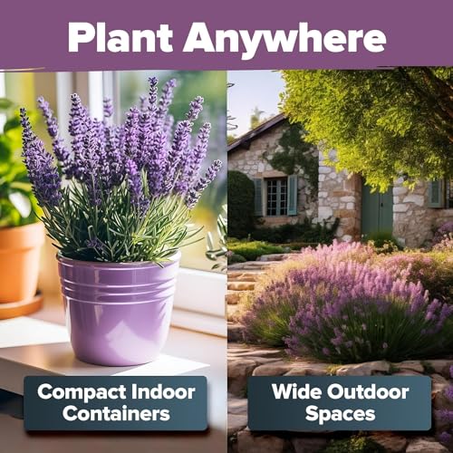 HOME GROWN Premium English Lavender Seeds -1,300 Herb Seeds,Wildflower Seed for Planting Indoor/Outdoor, High Germination,Plant Flower Seeds(Lavandula antustifolia) - Image 4
