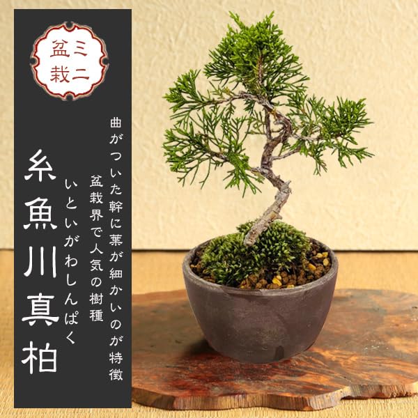 Amazon.co.jp: 遊恵盆栽 ミニ盆栽：糸魚川真柏（曲・5年生）* (萬古焼