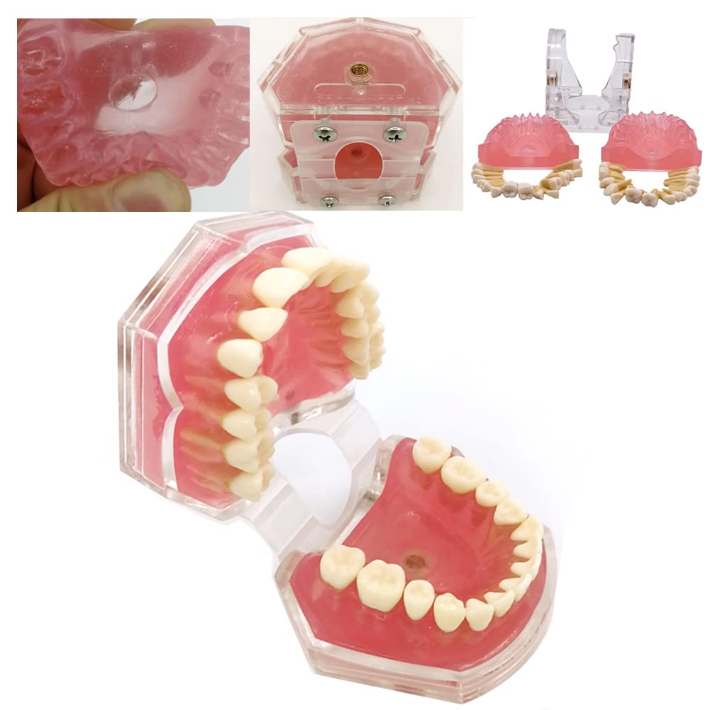 All Removable Teeth Model Dental Demonstration Teeth Model Silica Gel Material Soft and Bendable Tooth Model