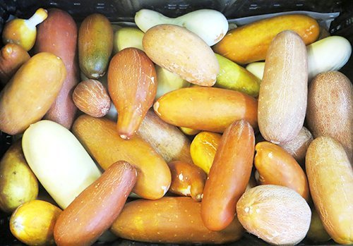 Stonysoil Seed Company Poona Kheera Heirloom Indian Cucumber Certified USDA Organic Seeds