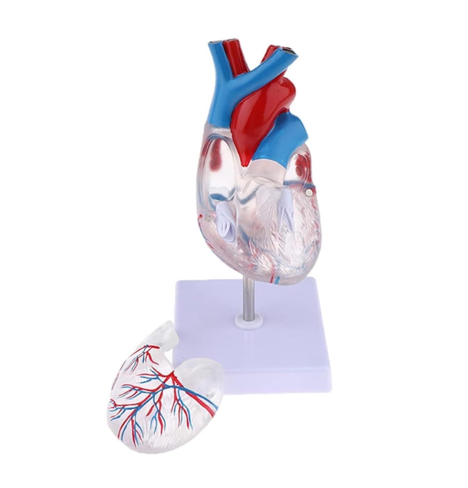 Maniquí de Cuerpo Humano Transparente, Modelo de anatomía del corazón Humano, recursos didácticos de Ciencias médicas, Esqueleto Humano, Modelo de órgano Humano