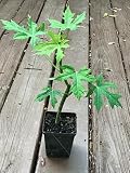 CHAYA PLANT /Cnidoscolus aconitifolius/ Mayan Tree Spinach / Deeply-Lobed Variety (1)