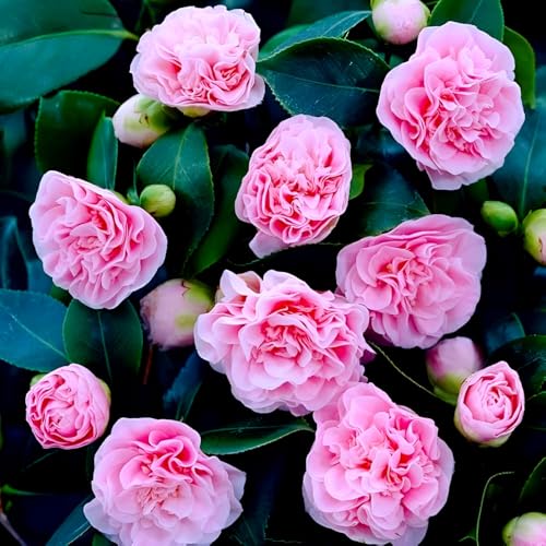 Image of Double Petal Pink Camellia Flower Live Plants (Without Pot)| Most Beautiful Live Plant| Ideal for Home Gardening Outdoor and Indoor Planting | Natural and Organic