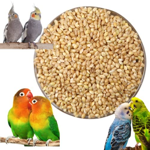Pripton Kangni Seeds for Birds, Kangni Dana Birds Food Nuts 900 g Dry Adult, Young, Senior, New Born Bird Food