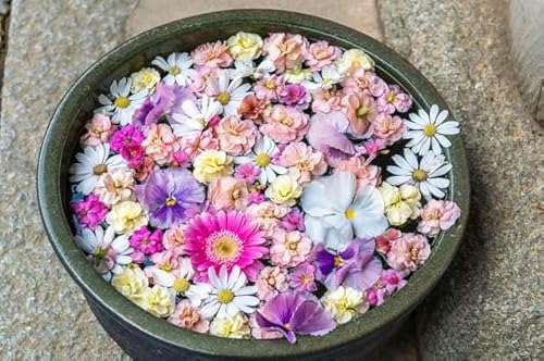 y{i|XgJ[hzRER蔪{ Ԏ萅 ԁXU photo by daikegorotHgJ[hyY