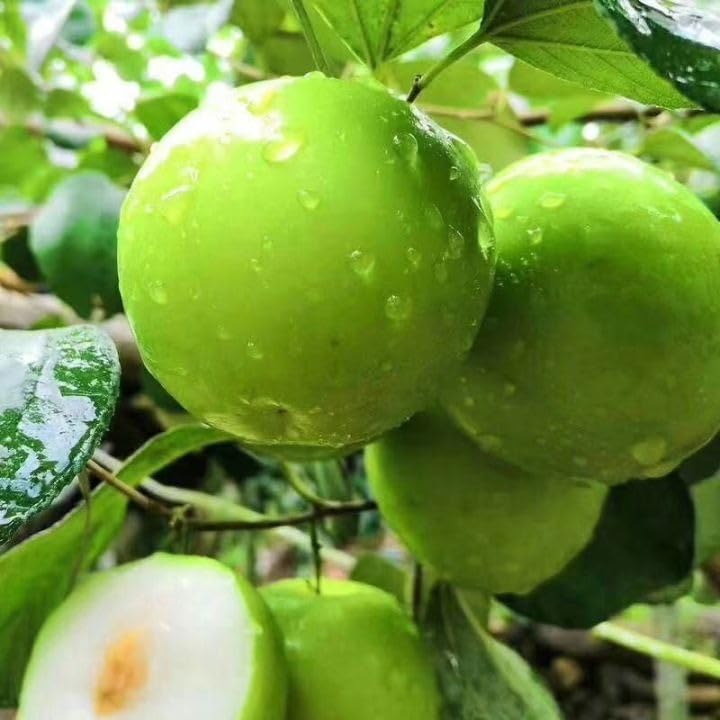 Golden Bloom Thai Grafted Hybrid Grafted Thai Green Apple Ber Plant (Next Year Get Fruits)