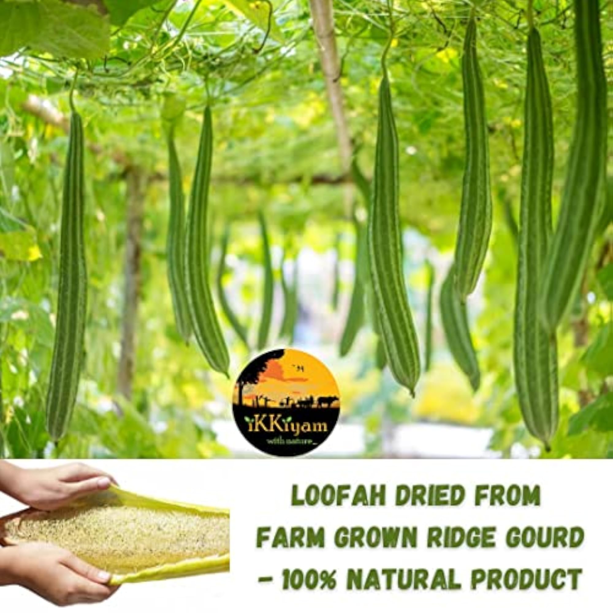 Loofah Ridge Gourd Organic Bath Scrub Pack of 5