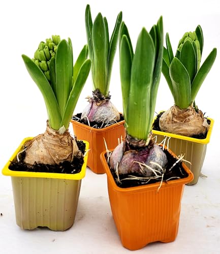 POWERS TO FLOWERS - SET 4 BULBI GIACINTO PROFUMATO ARANCIONE e GIALLO, piante vere