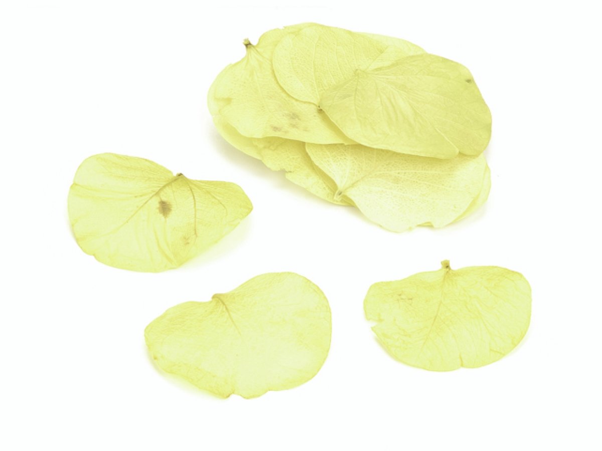 Knorr Prandell Moneta Leaves, Yellow