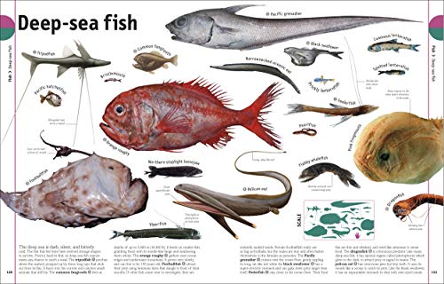 Our World in Pictures The Animal Book (DK Our World in Pictures) - Image 4