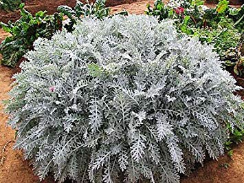 Potseed Semi di Fiore: Semi Cineraria-Silver Dust Rooftop Garden [Semi di GiardinoDomestiche Eco Confezione] Semi di Piante di