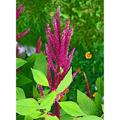 Earthcare Seeds Amaranth 100 Seeds (Amaranthus cruentus) Heirloom - Non GMO - Open Pollinated Cover
