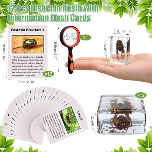 Image of GlikCeil 12 Pcs Insect in Resin Specimen Bugs Discovery Kit Collection Paperweight Bug with Information Flash Cards Preserved in Resin with 10x Magnifier for Scientific Educational Display Supplies