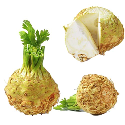 LEANO Garden - 100Pcs White Button Root Celery Seeds Garden Courtyard Delicious Vegetable Plant Vegetables