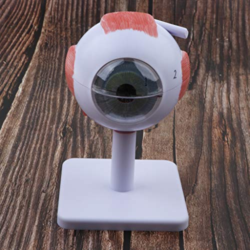 Kit de modelo anatômico de bola para olhos humanos menolana / Suprimentos de ampliação 3X