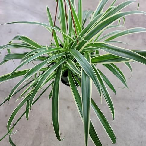 30 graines de plantes fraîches de Chlorophytum