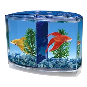 Penn-Plax Twin Betta Bow-Front Kit for Aquarium Blue, Green, Tank is 7.5″ Across The Front, 6″ Across The Back