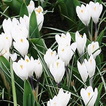 Jeanne d Arc Giant Crocus Flower Bulbs - 10 Bulbs per Pack - Naturalizing - Perennializing