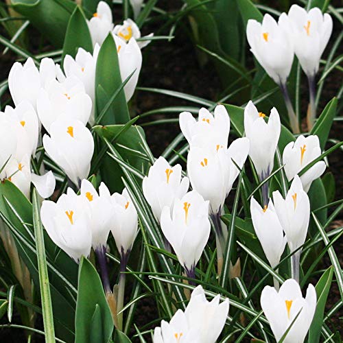 Jeanne d\' Arc Giant Crocus Flower Bulbs - 10 Bulbs per Pack - Naturalizing - Perennializing