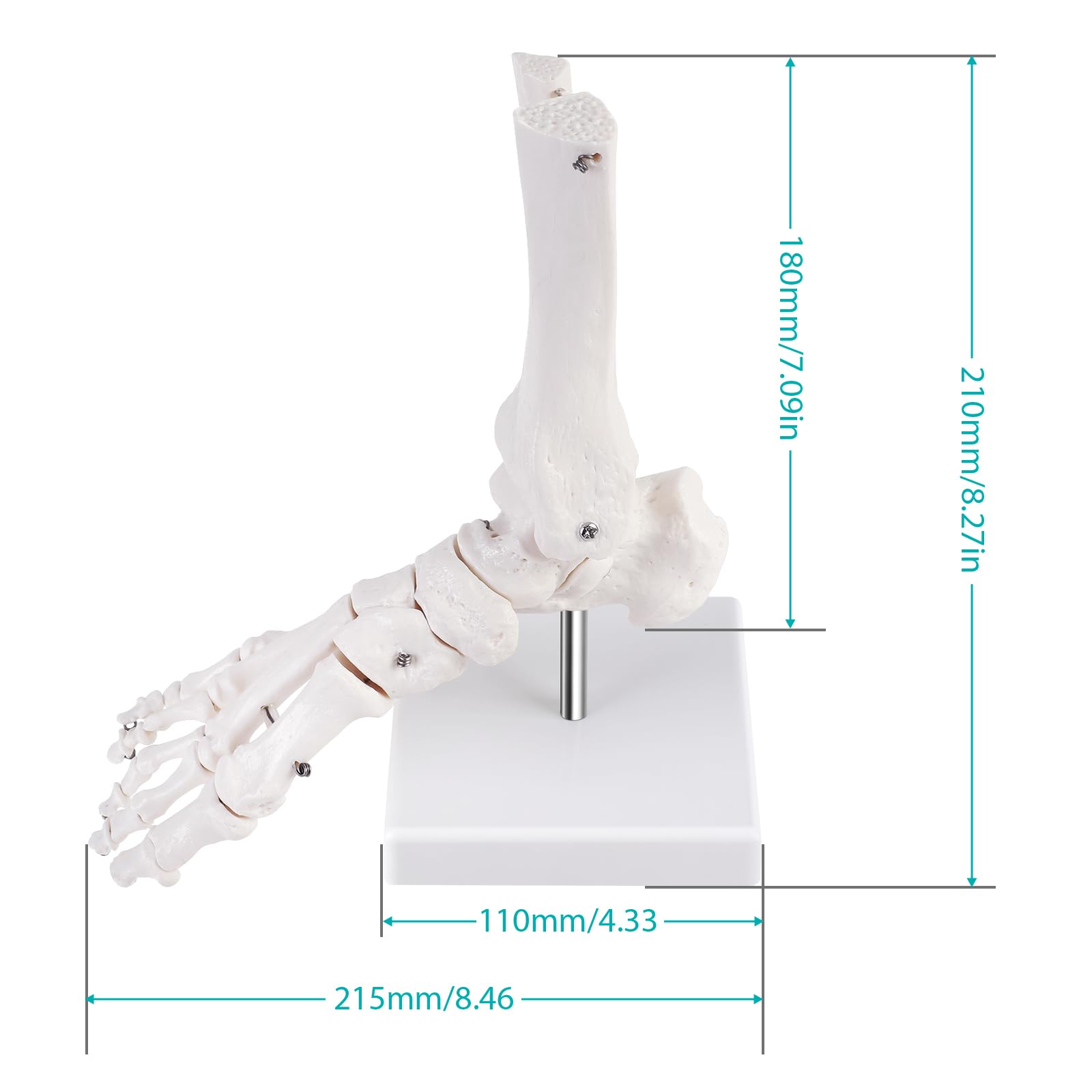 ERWEY Modèle de cheville humain grandeur nature avec trépied, modèle squelette du pied droit, modèle d'anatomie médicale