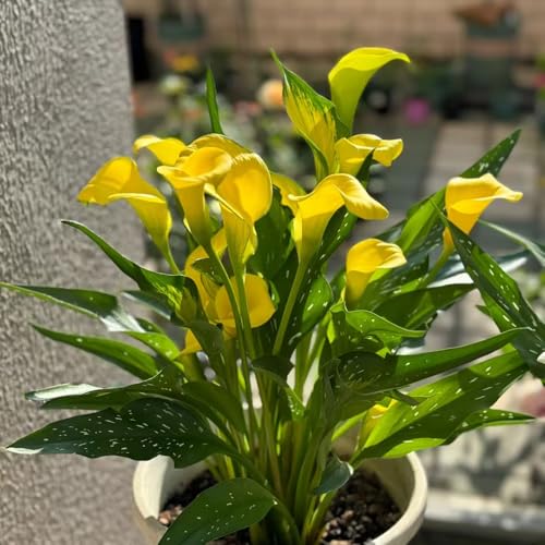 bulbos de cala - decoración de balcones jardín de rocas resistentes balcón jardín camas elevadas para jardín interior exóticas 4pcs