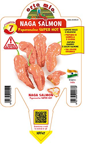 1 PIANTA IN VASO Ø14CM PEPERONCINO ULTRA PICCANTE NAGA MORICH SALMONE ORTOMIO