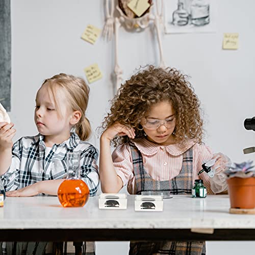 Scicalife Espécime de Inseto Resina Aranha Tarântula Espécime Âmbar Amostras Ferramenta de Ensino de