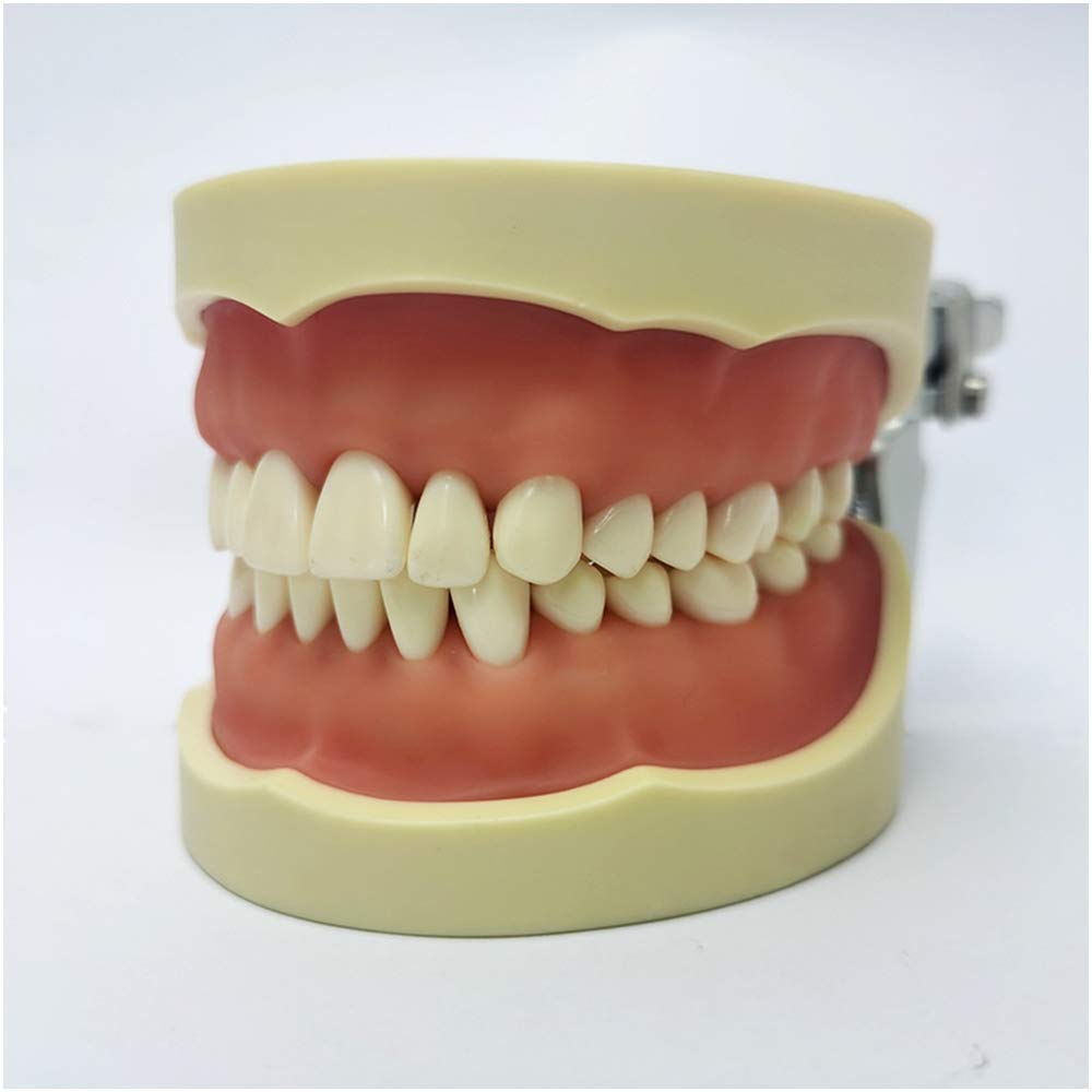 Sjdopulse A Typodont Teeth Model - Natomy Teeth Model - Gingival Preparation Nd Restoration Model - Dult Standard Orthodontic Oral Tooth Model - For Practical Training Teaching (A)
