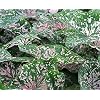 Caladium Bulbs - Florida Elise (3 Bulbs) - Easy to Grow Indoor Houseplant or Outdoor Perennial Plant Ready for Planting
