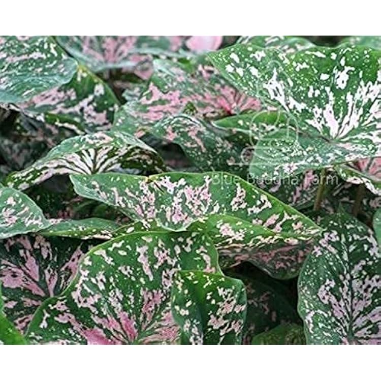 Caladium Bulbs - Florida Elise (3 Bulbs) - Easy to Grow Indoor Houseplant or Outdoor Perennial Plant Ready for Planting
