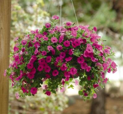 Creative Farmer Flower Seeds : Petunia Super Grandiflora Pink Garden Balcony Outdoor Plants Seeds Garden [Home Garden Seeds Eco Pack] Plant Seeds (B078RH8LZF) Amazon Price History, Amazon Price Tracker