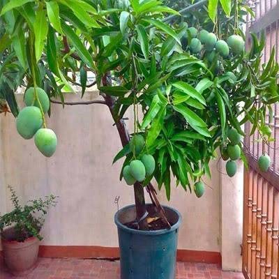 See full amazon price history chart for Cloud Farm Live Amrapali Mango Dwarf Grafted Fruit Plant - Healthy Outdoor Plant CF_70 Cloud Farm Live Amrapali Mango Dwarf Grafted Fruit Plant - Healthy Outdoor Plant CF_70 (B0BDXRGFGH) Amazon Price History, Amazon Price Tracker