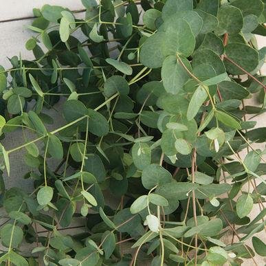 Palm Beach Medicinal Herbs - Silver Drop Eucalyptus (Eucalyptus gunnii) - Packet of 20 Seeds