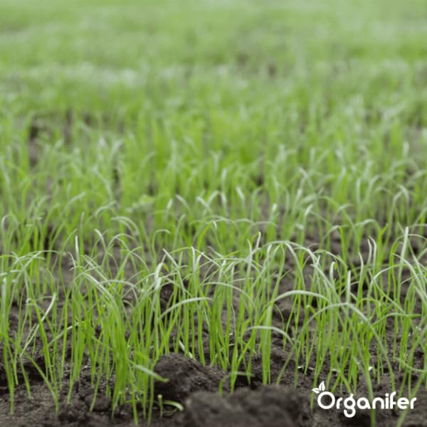 Organifer Herstelgazon Graszaad – Resilient (1 Kg Voor 50 M2), Gazonreparatiezaadmix, Milieuvriendelijk Gazonzaad, Onderhoudsarm Graszaad, Dichte Dekking, Duurzaam En Slijtvast, Nak-Certificering - Afbeelding 6