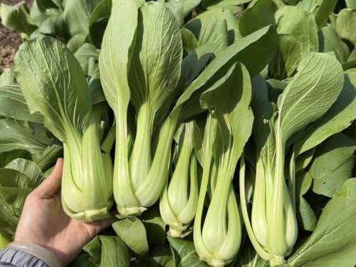 3000+ Premium Bok Choy Seeds – Cải Thìa – Pak Choi – Chinese Cabbage– Non-GMO, Heirloom, 99% Germination Rate, Easy to Grow Vegetable Seeds for Home Garden & Backyard Planting