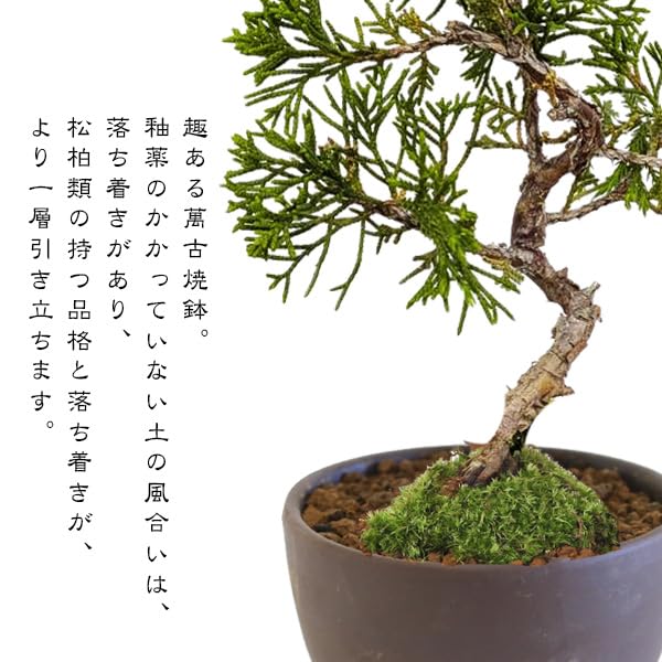 Amazon.co.jp: 遊恵盆栽 ミニ盆栽：糸魚川真柏（曲・5年生）* (萬古焼