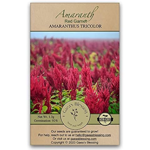 Gaea's Blessing Seeds - Amaranth Seeds - Red Garnet - Non-GMO Seeds with Easy to Follow Planting Instructions - Open-Pollinated - Untreated - Heirloom - 92% Germination - Net Wt. 1.3g Cover