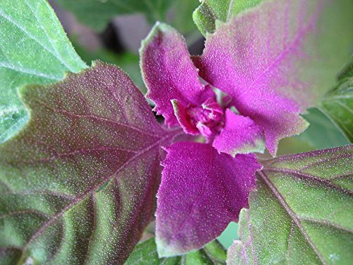100 Giant Goosefoot Chenopodium Giganteum Purple Magenta Spreen Vegetable & Ornamental Seeds