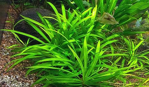 Rare Live Aquarium Aquatic Fish Tank Plant - Broad Leaf Chain Sword